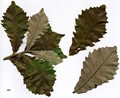 SpeciesSub: subsp. yunnanensis × Q.fabri SpeciesSub: subsp. yunnanensis × Q.fabri